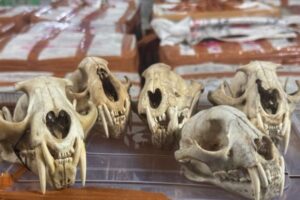 bea-cukai-langsa-bersama-tim-gabungan-menggagalkan-upaya-eks-j8nv