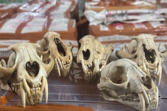 bea-cukai-langsa-bersama-tim-gabungan-menggagalkan-upaya-eks-j8nv