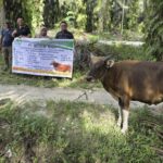 Berbagi Kebahagiaan di Hari Raya Idul Adha, PT Musim Mas Salurkan Hewan Qurban di Desa Sekitar Perusahaan