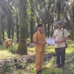 Wujud CSR Berkelanjutan, PT SBP Salurkan Hewan Kurban ke Desa-Desa Sekitar
