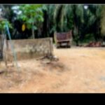 Diduga Kelola Lahan Tanpa IUP dan HGU, Kebun Widuri Ukui Disorot, Tokoh Pemuda Akan Laporkan ke Satgas Mafia Tanah Kejati Riau.