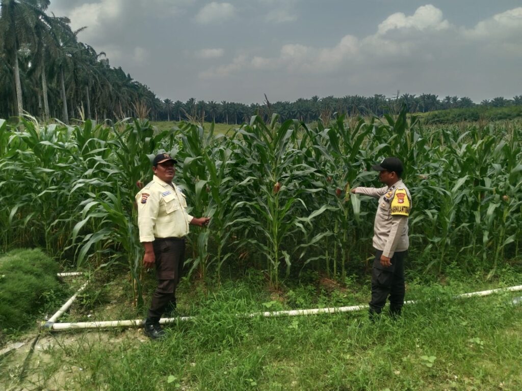 IMG-20260812-WA0044